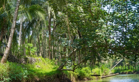 Cruising on the beautiful and calm river with trees at Kali Cokel, Pacitan, Indonesia. Nature and wildlife photography.