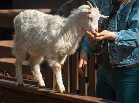 a woman hand feeds a little goat kid on the farm. the goat got out on the fence, I will fence. High quality photo