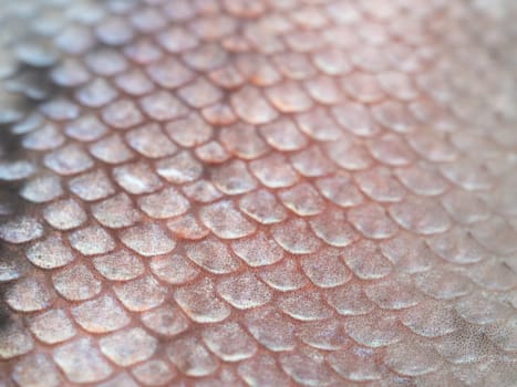 Colorful concept. Macro shot of healthy rainbow trout skin. Fish scale texture for background. Soft focus