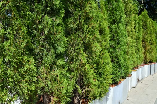 Row of young thuja outdoors