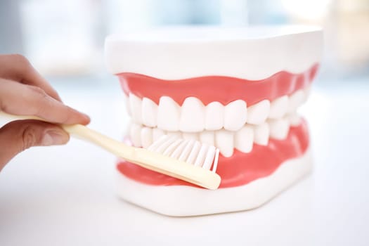 Dental, teeth model and orthodontics, toothbrush in hand and cleaning mouth, healthcare closeup and oral hygiene. Veneers, dentistry and healthy gums with fresh breath, medical and tooth care.