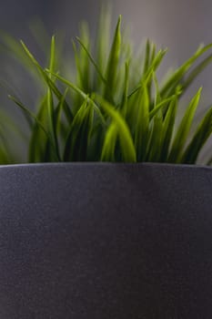 Green artificial grass with a lot of plastic stems in gray concrete flower pot