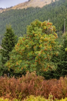 Beautiful cloudy green landscape around Sniezka mountain in Giant mountains