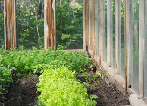 The concept of a healthy diet with herbs.Early spring and a corner with growing useful herbs in a greenhouse