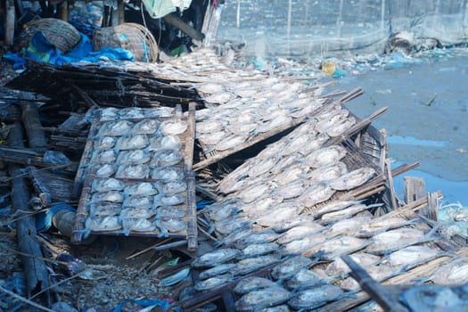 Traditional process of drying the salted fish under direct sunlight in Gresik, Indonesia. Street Photography