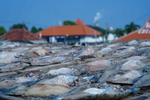 Traditional process of drying the salted fish under direct sunlight in Gresik, Indonesia. Street Photography
