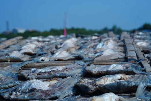 Traditional process of drying the salted fish under direct sunlight in Gresik, Indonesia. Street Photography