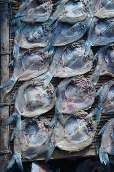 Traditional process of drying the salted fish under direct sunlight in Gresik, Indonesia. Street Photography