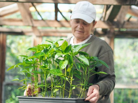 An elderly woman holds young pepper sprouts for planting in the ground and admires them. Spring sowing work. The concept of growing vegetables.