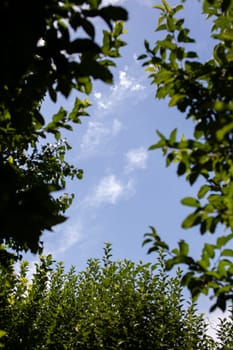 The blue sky between stalks and leaves of many different trees. A beautiful treetop between which is a blue sky.
