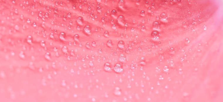 Background of pink rose petals with dew drops. Bokeh with light reflection. Macro blurred natural backdrop. Soft focus