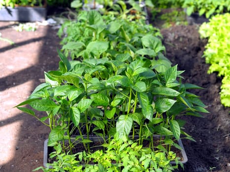 Young sprouts of seedlings in vegetable garden. Greenery in a greenhouse. Fresh herbs in the spring on the beds.