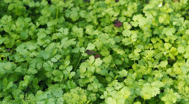 Food green background.The concept of growing vegetables and herbs for food.Young coriander greens.Top view