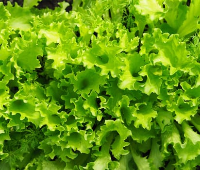 Food green background.The concept of growing vegetables and herbs for food.Young salad greens.Top view