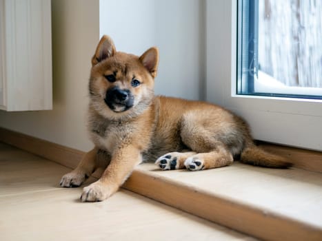 Portrait of cute Shiba Inu small dog, puppy, Close up. Dogecoin. Red-haired Japanese dog smile portrait. Illuminating color, cryptocurrency, electronic money. High quality photo