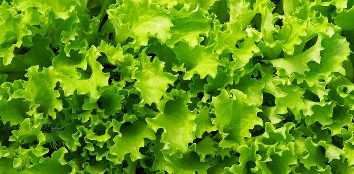 Food green background.The concept of growing vegetables and herbs for food.Young salad greens.Top view