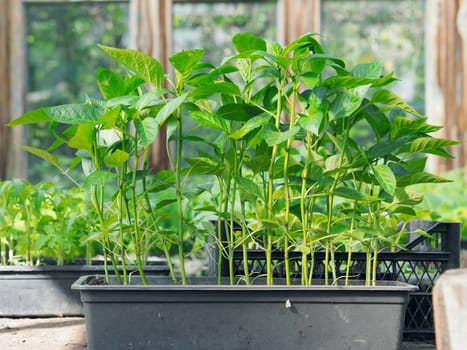 Young sprouts of seedlings in vegetable garden. Greenery in a greenhouse. Fresh herbs in the spring on the beds.