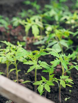 Food green background.The concept of growing vegetables and herbs for food.Side view of tomato seedlings in a greenhouse