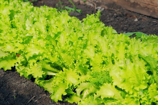 Food green background.The concept of growing vegetables and herbs for food.Young salad greens.Side view of the garden.