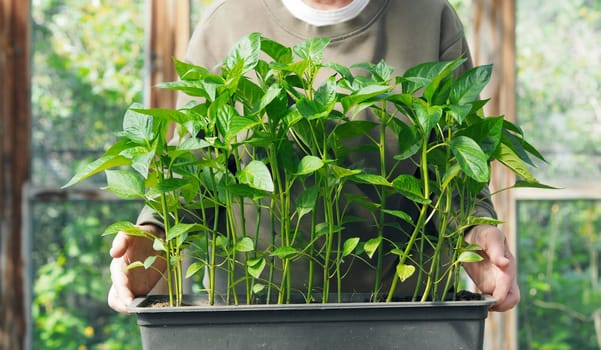 An elderly woman holds young pepper sprouts for planting in the ground. Spring sowing work. The concept of growing vegetables