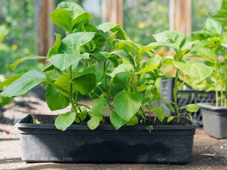 Young sprouts of seedlings of eggplant and vegetables in boxes in a greenhouse.Concept of growing vegetables.