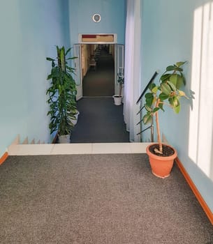 A modern long corridor with a staircase, with a wall and a flower pot with a plant, the perspective of a door at the entrance.