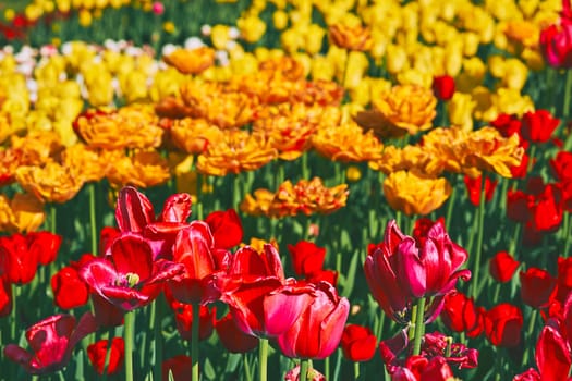a bulbous spring flowering plant of the lily family, with boldly colored cup-shaped flowers.