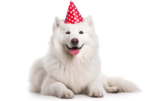 Portrait of Funny big white fluffy samoyed dog in birthday cap isolated on white background. Happy birthday banner with dog