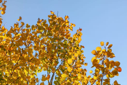 Yellow birch leaves against clear blue sky. Abstract autumn background.