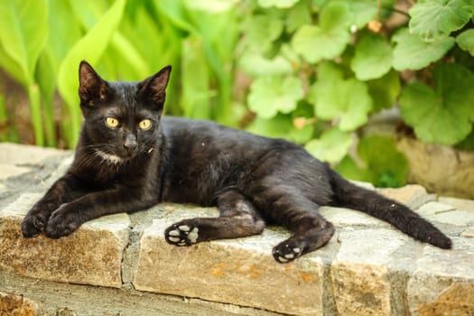 Dirty black stray cat resting on pavement curb, green plants in background.