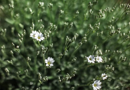 Shallow depth of field photo only blossoms in focus, small white flowers with blurred green leaves behind. Abstract spring flowery background.