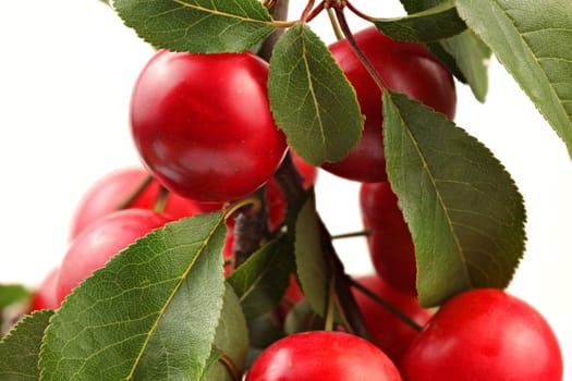 Red mirabele plums (Prunus domestica) on a tree branch with white background. Close up detail.