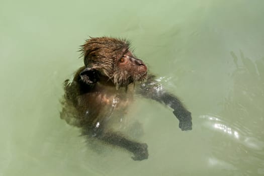 Crab-eating macaque monkey swimming in shallow sea.