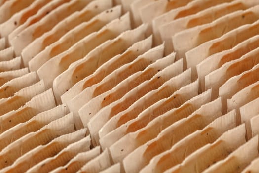 Closeup of teabags neatly arranged in box.