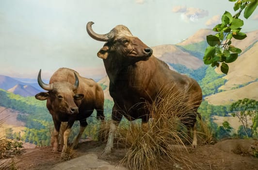 NEW YORK, USA - DECEMBER 05, 2011: A stuffed buffalo with horns on display at the Museum of National History, USA