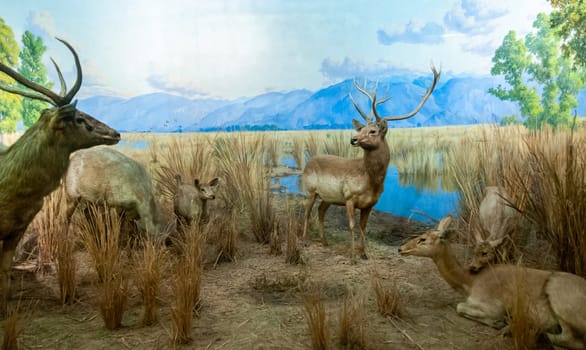 NEW YORK, USA - DECEMBER 05, 2011: Stuffed deer with antlers on display at the Museum of National History, USA