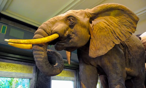 NEW YORK, USA - DECEMBER 05, 2011: Stuffed elephants on display at the Museum of National History, USA