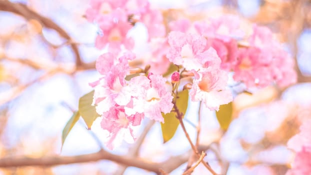 close-up beautiful pink bloosom flower . wedding  or valentine background. love concept .Soft blur focus. In sepia vintage pastel toned