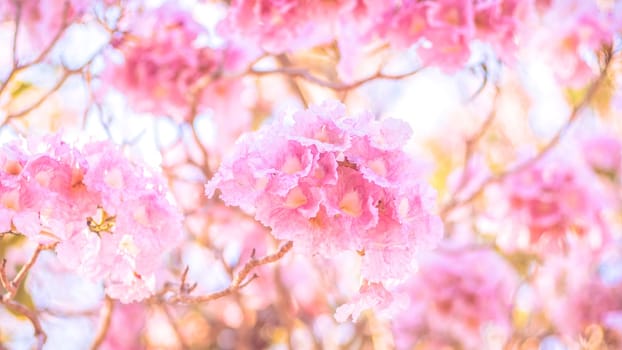 close-up beautiful pink bloosom flower . wedding  or valentine background. love concept .Soft blur focus. In sepia vintage pastel toned