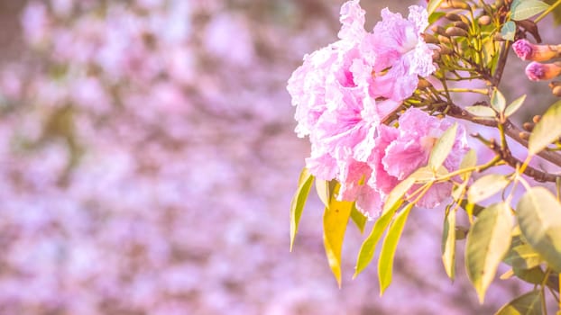 close-up beautiful pink bloosom flower . wedding  or valentine background. love concept .Soft blur focus. In sepia vintage pastel toned