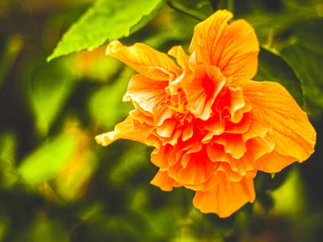 Close up Orange Hibiscus Flower in bloom blur green nature background