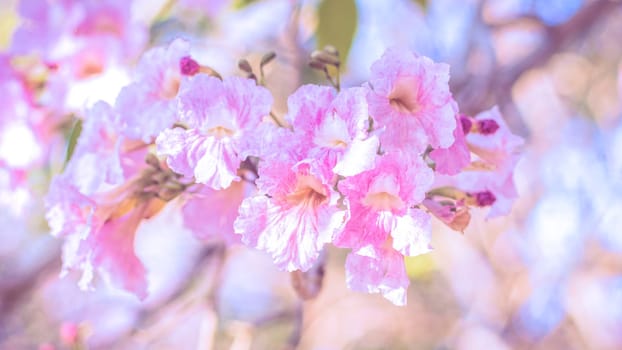 close-up beautiful pink bloosom flower . wedding  or valentine background. love concept .Soft blur focus. In sepia vintage pastel toned