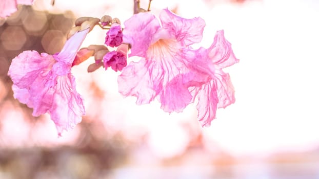 close-up beautiful pink bloosom flower . wedding  or valentine background. love concept .Soft blur focus. In sepia vintage pastel toned