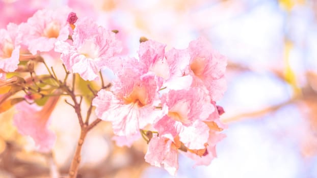 close-up beautiful pink bloosom flower . wedding  or valentine background. love concept .Soft blur focus. In sepia vintage pastel toned