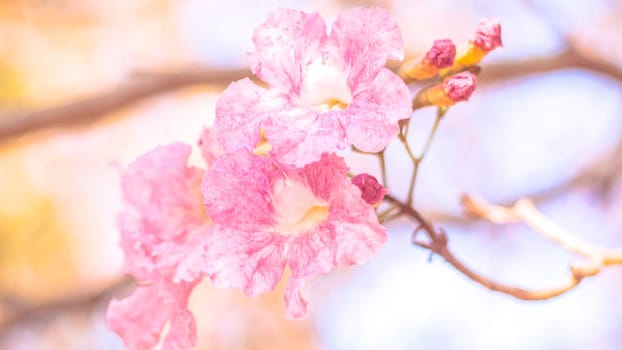 close-up beautiful pink bloosom flower . wedding  or valentine background. love concept .Soft blur focus. In sepia vintage pastel toned