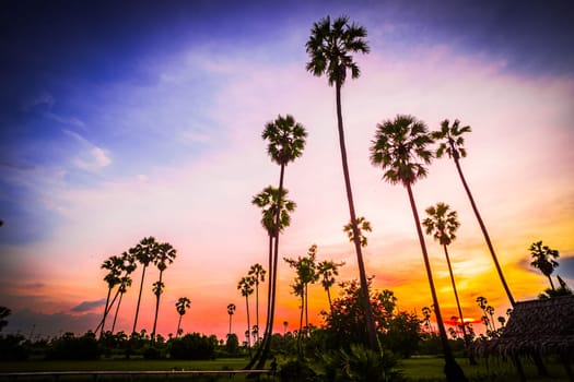 palm tree with sunset tropical beach landscape South east asia.