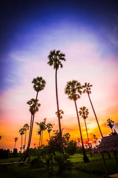 palm tree with sunset tropical beach landscape South east asia.