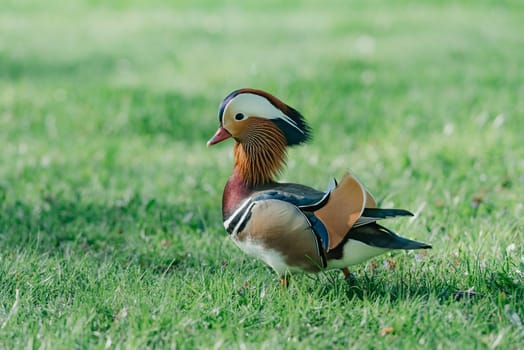 The male mandarin duck walks through the meadow to the water in the morning.