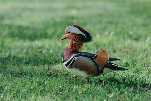 The male mandarin duck searches his female in the meadow in the morning.