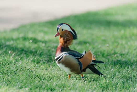 The male mandarin duck walks through the meadow in the morning.
